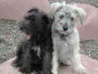 puppies.jpg (9104 bytes)